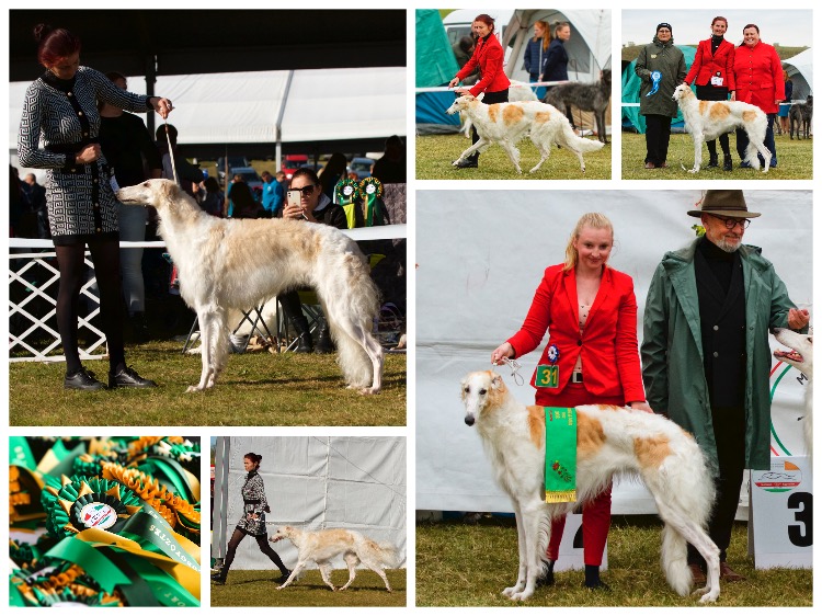 collage_cacibkomarom2022